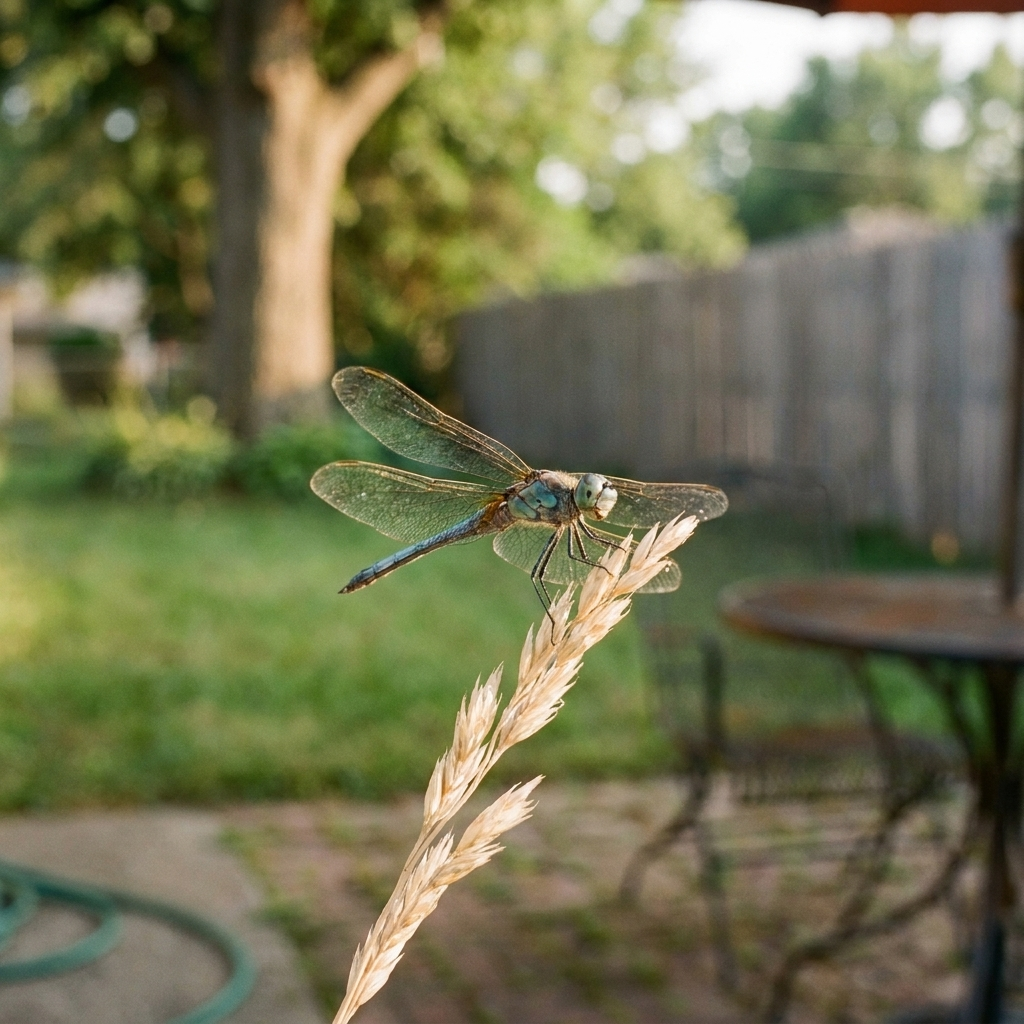 A dragonfly resting on a reed in a backyard, yard blurred out behind it.